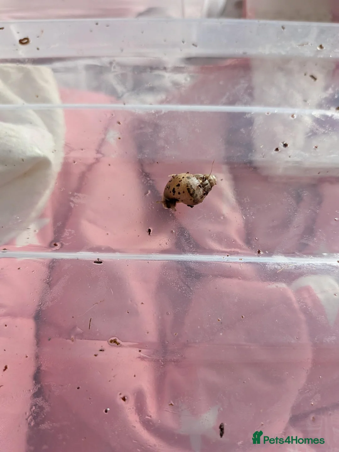 Snails invertebrates for sale: Giant African Land Snails  - Advert 3