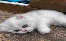 British Longhair cats for sale: ✨ Three adorable British Short/longhair kittens  - Image 21