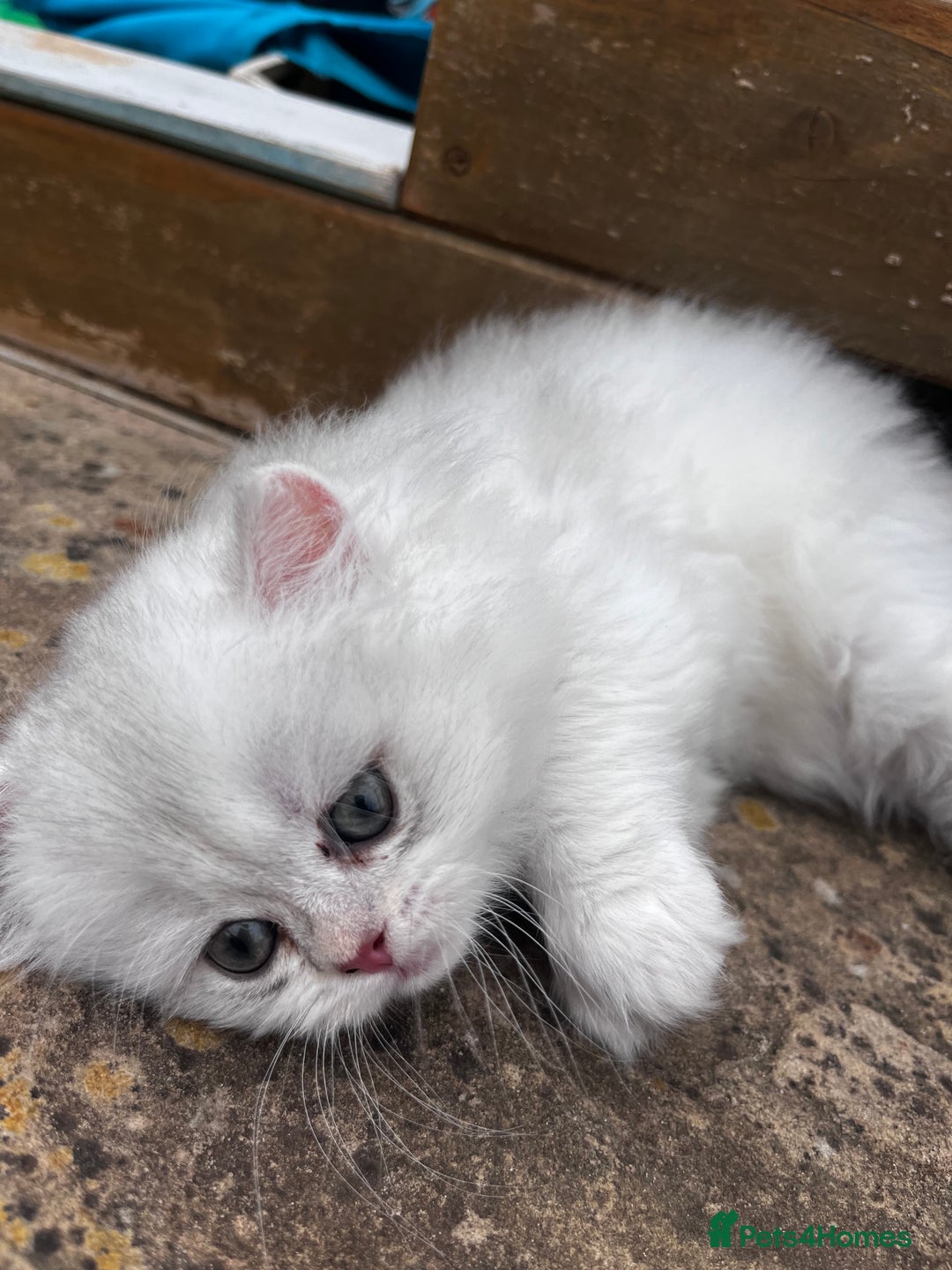 British Longhair cats for sale: ✨ Three adorable British Short/longhair kittens  - Image 21