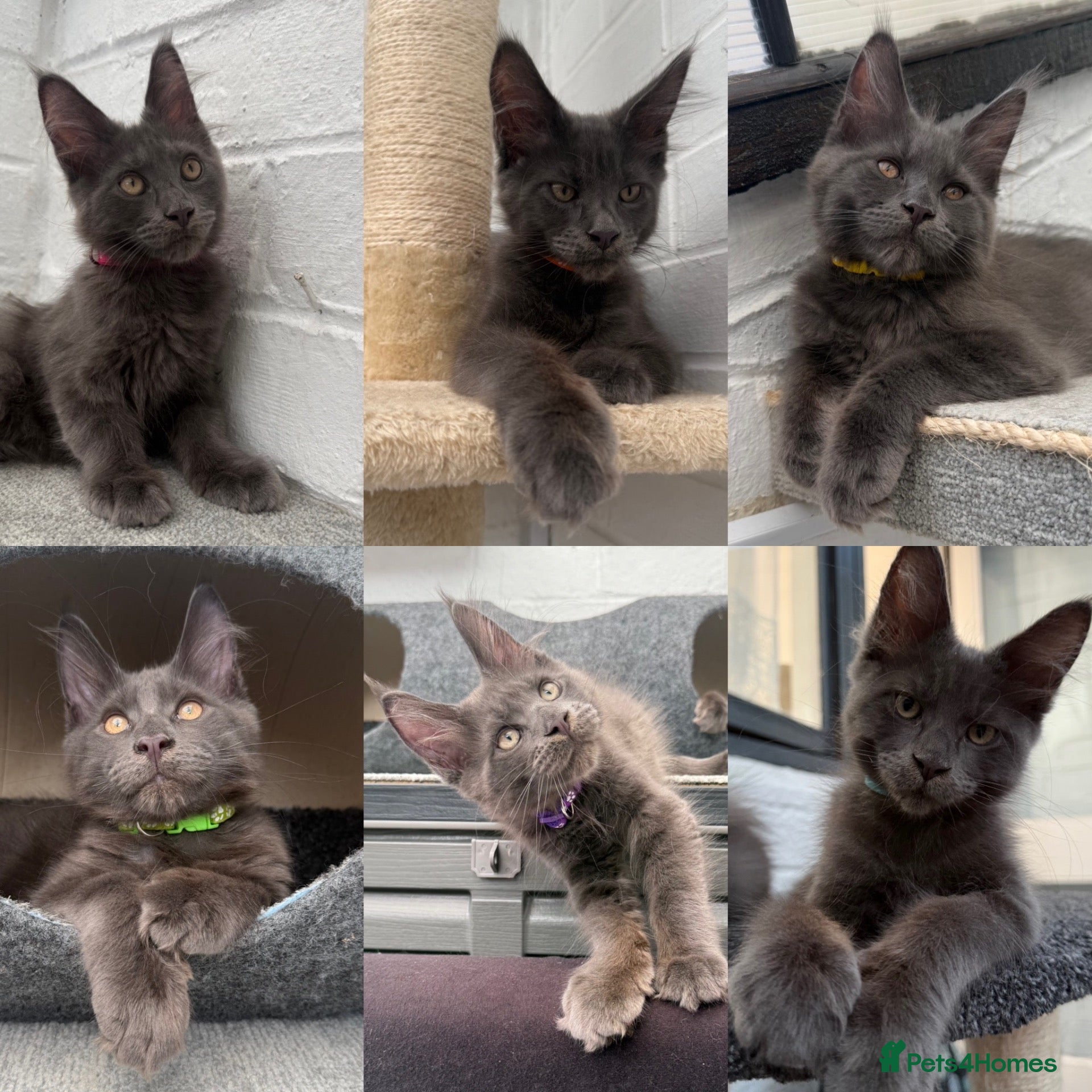 Maine Coon cats 🐾 READY NOW 🐾 TICA/ GCCF Maine Coon kittens 👑  - Advert 10