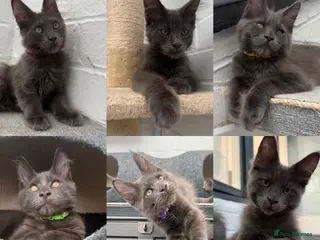 Maine Coon cats 🐾 READY NOW 🐾 TICA/ GCCF Maine Coon kittens 👑 - Advert 10