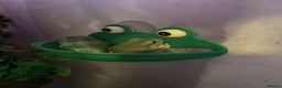 Frog reptiles for sale: Four Chunky Whites Tree Frogs and Full Set up  in Bristol - Advert 3