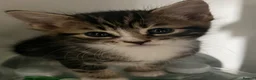 Bengal cats for sale: Beautiful Bengal × Norwegian Forest Kittens in Wallington - Advert 8