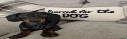 Dachshund dogs for sale: Dachshund Milo - Advert 7