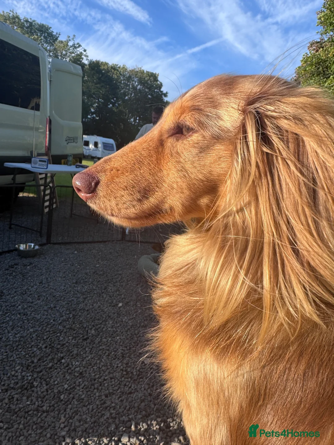 Dachshund dogs for stud: Long haired chocolate dapple dachshund for stud  in Gosport - Advert 1