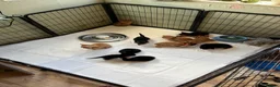 Mixed Breed cats for sale: Mixed breed kittens for sale  - Advert 8