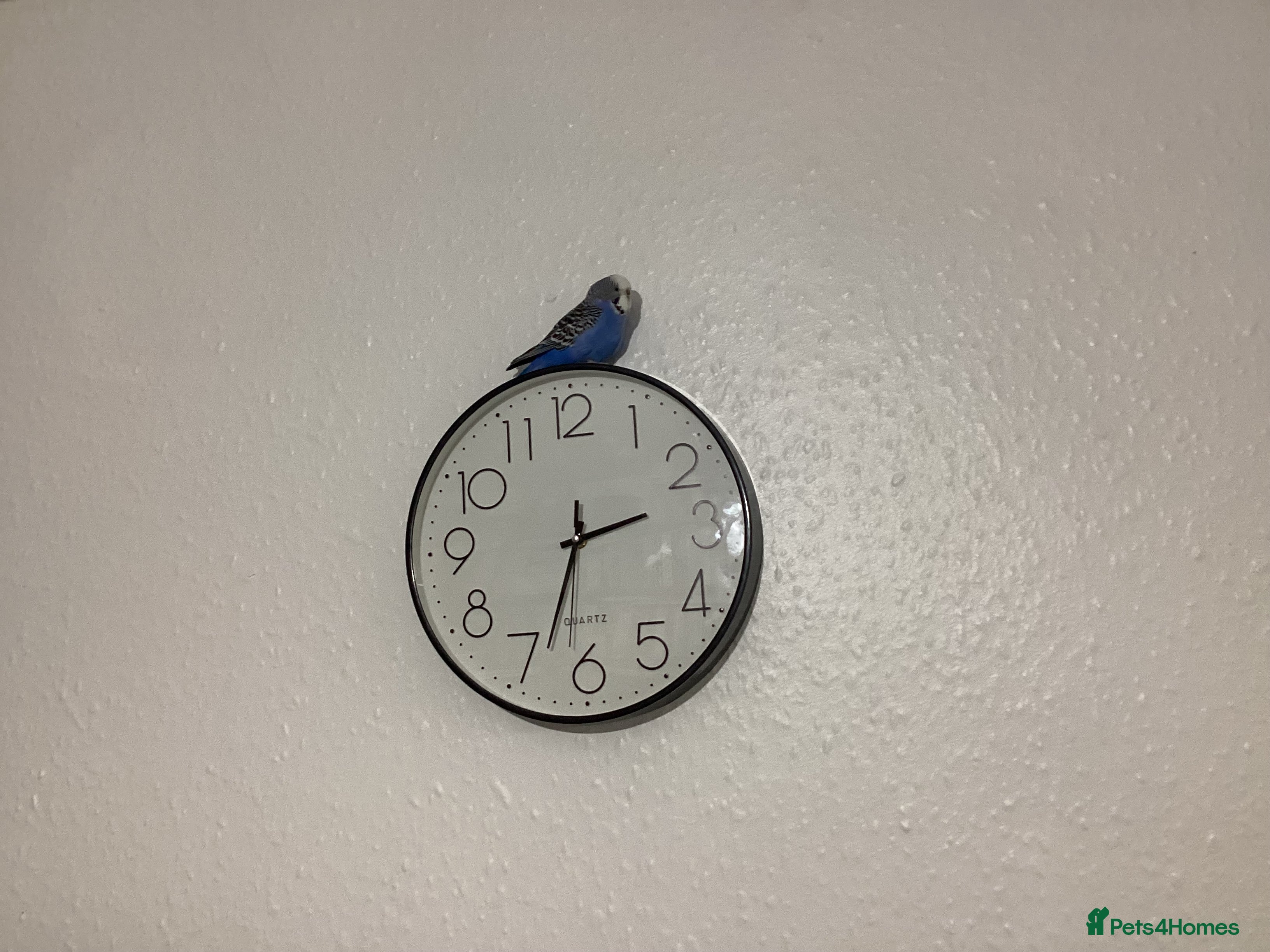 Budgerigars birds Budgie - Advert 1