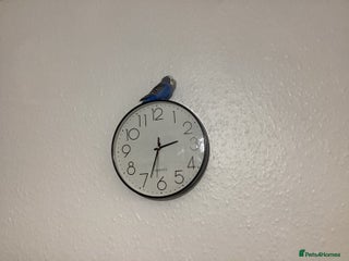 Budgerigars birds Budgie - Advert 1