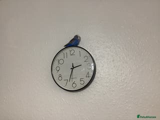 Budgerigars birds Budgie - Advert 7