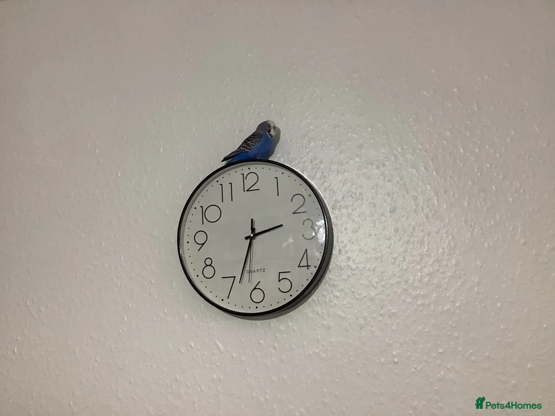 Budgerigars birds for sale: Budgie - Advert 1