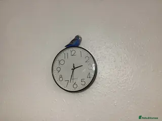 Budgerigars birds Budgie - Advert 11