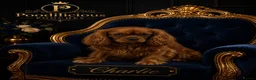 Cavalier King Charles Spaniel dogs for stud: Amazing fully D.N.A! & B.V.A heart & eye clear boy - Advert 1