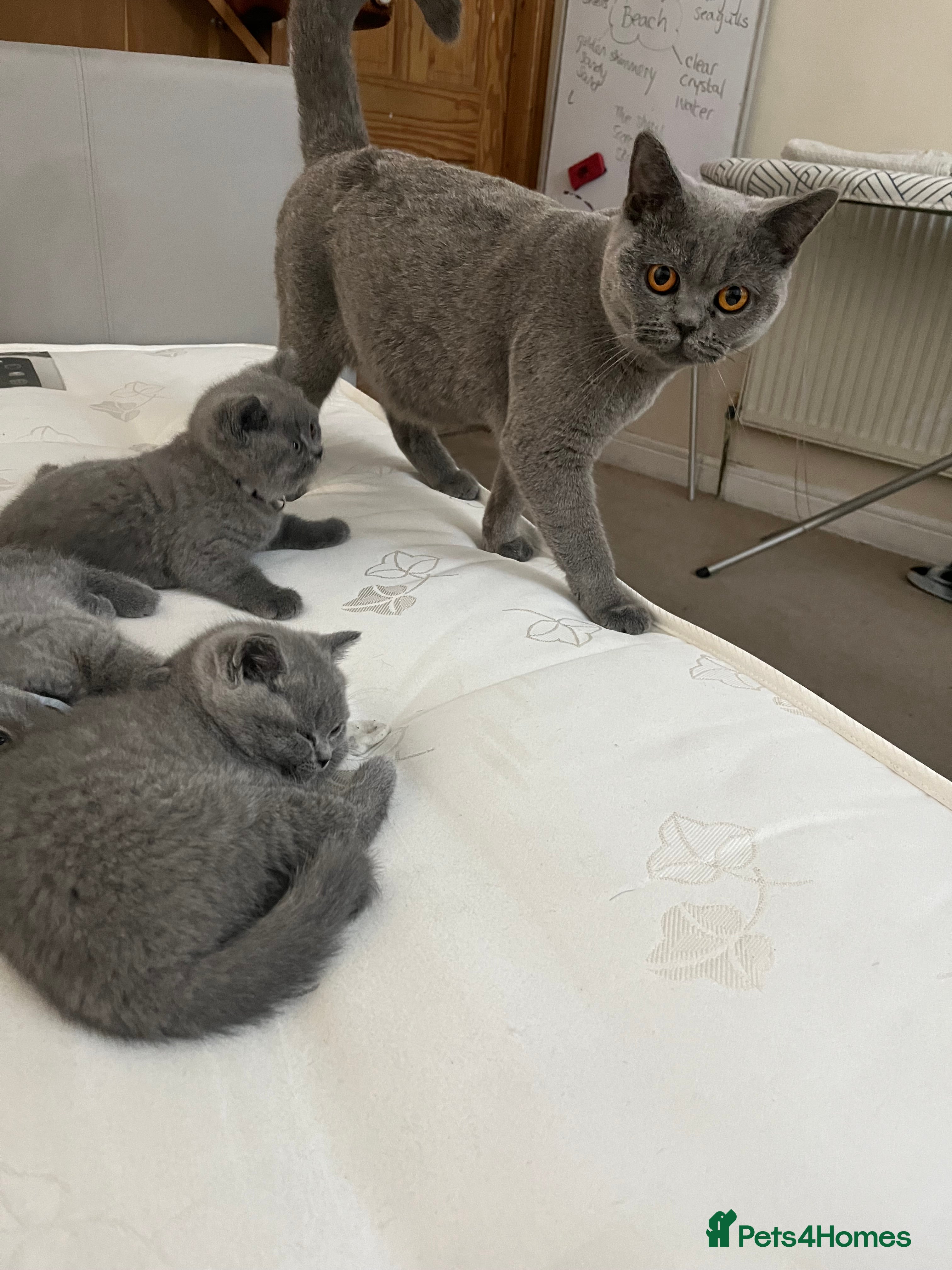 British Shorthair cats for sale: Beautiful British Shorthair Kittens - Only 4 left in Gravesend - Advert 2