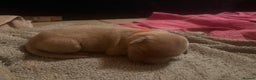 Golden Retriever dogs for sale: LITTLE BUNS - Advert 14