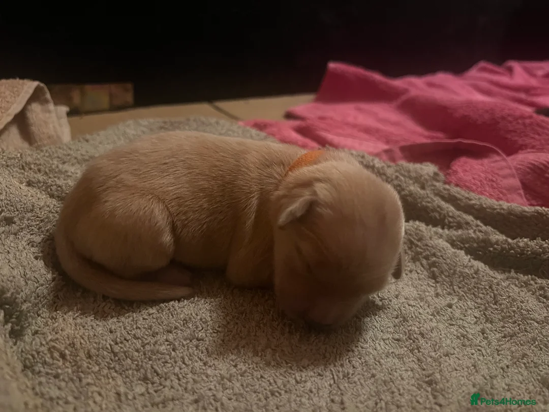 Golden Retriever dogs for sale: LITTLE BUNS - Advert 12