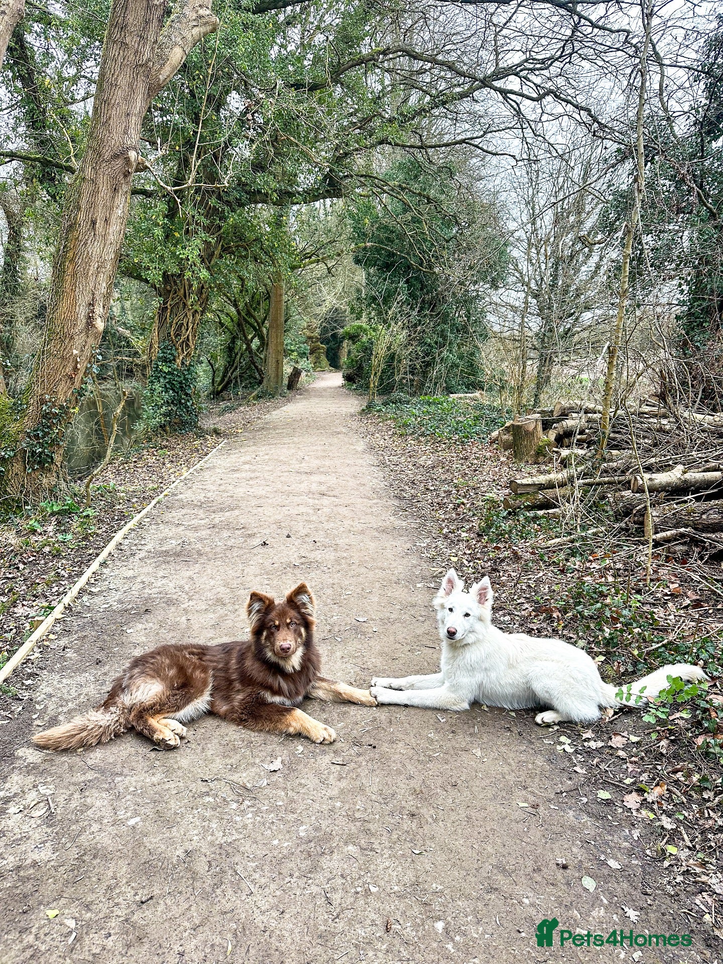 Mixed Breed dogs German Shepherd x White Swiss Shepherd - Advert 1