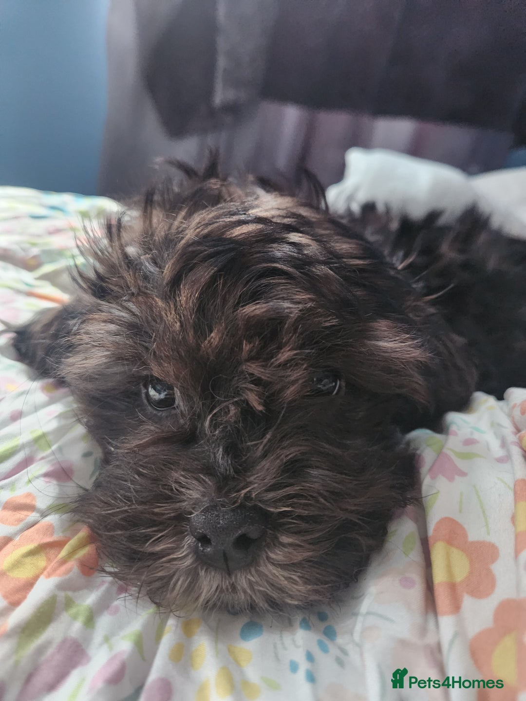 Mixed Breed dogs for sale: Female shit poo dog  - Image 1