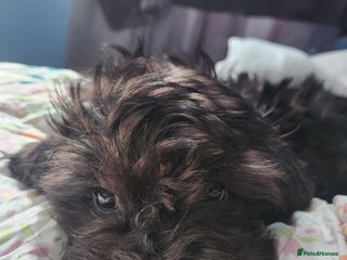 Mixed Breed dogs - Advert 1