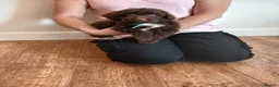 Cockapoo dogs for sale: Cockapoo puppies  - Advert 19