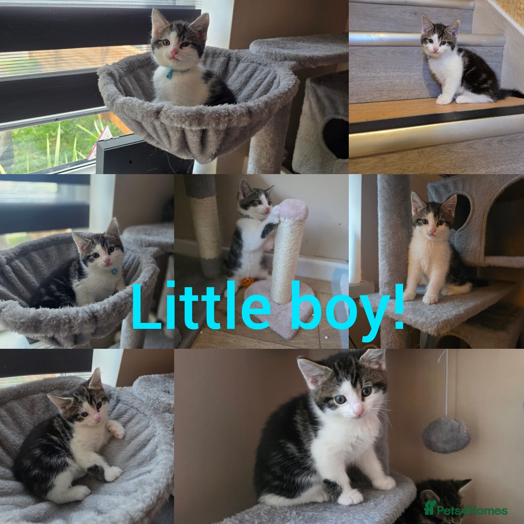 Mixed Breed cats for sale: 4 little kittens looking lovely new home.  - Image 4