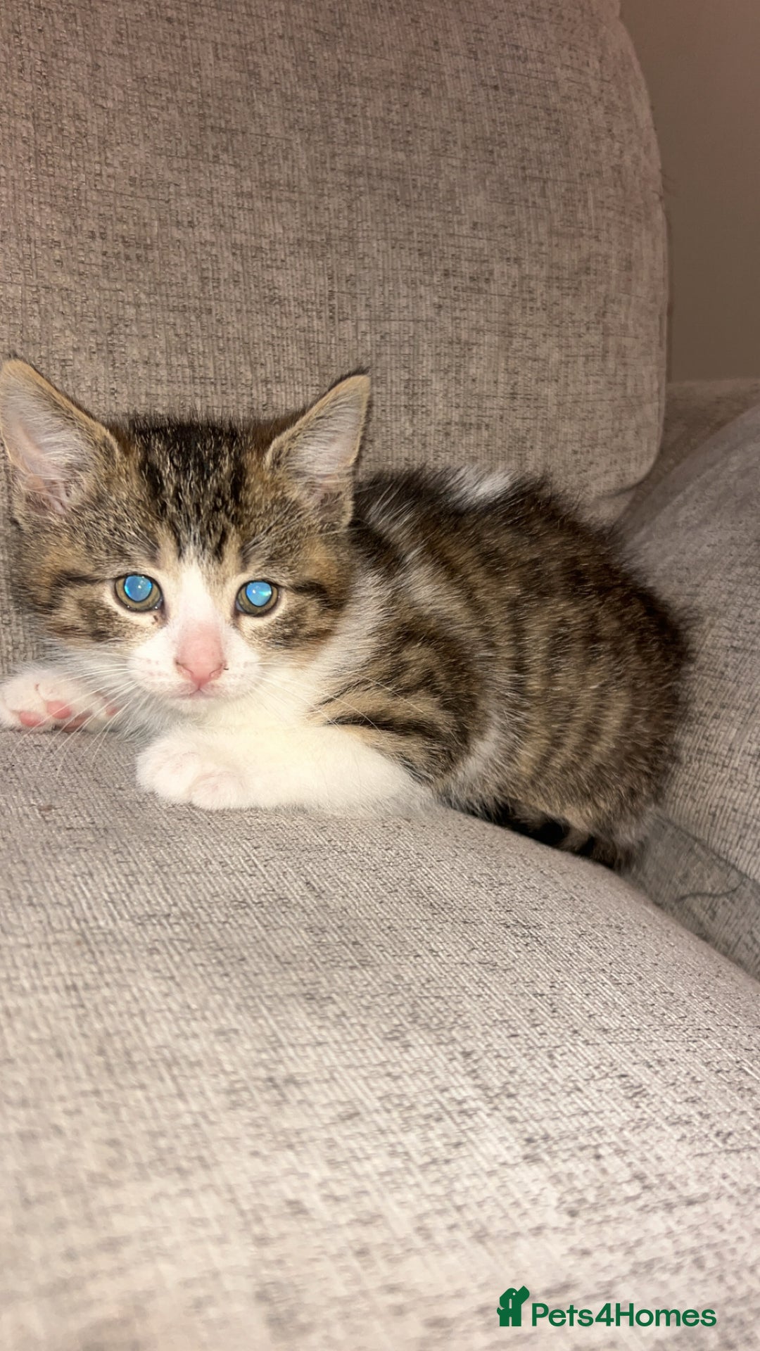 Mixed Breed cats for sale: Kittens  - Advert 4