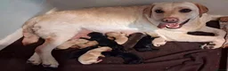 Labrador Retriever dogs for sale: 🔥 ❤️ Beautiful Labrador puppies 🔥❤️ - Advert 9