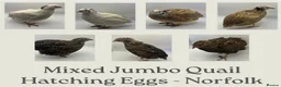 Quail poultry for sale: Jumbo Coturnix Quail Mix Hatching Eggs - Advert 1