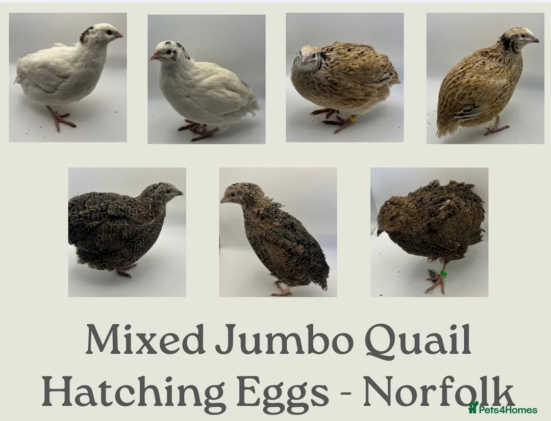 Quail poultry for sale: Jumbo Coturnix Quail Mix Hatching Eggs - Advert 1