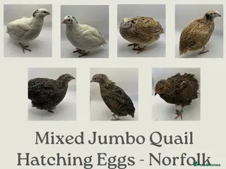Quail poultry Jumbo Coturnix Quail Mix Hatching Eggs - Advert 1