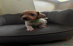 Miniature Dachshund dogs for sale: Stunning mini sausages  - Image 7