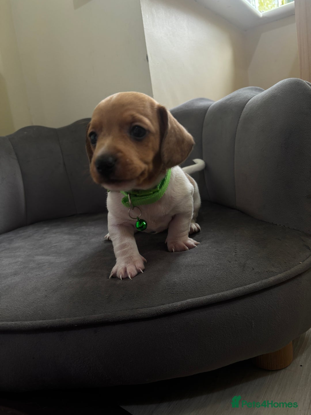 Miniature Dachshund dogs for sale: Stunning mini sausages  - Image 7
