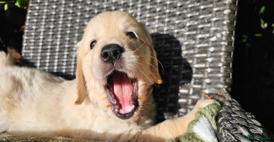 Golden Retriever dogs - Advert 4