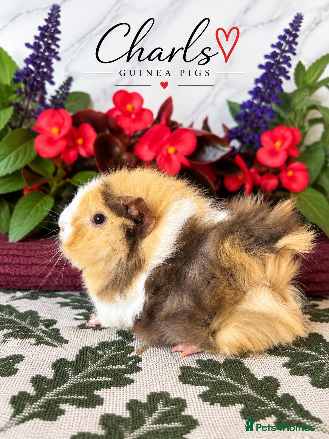 Guinea Pig rodents LOTS OF BABY Guinea Pigs for sale  - Advert 1