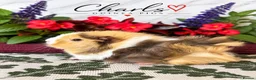 Guinea Pig rodents for sale: LOTS OF BABY Guinea Pigs for sale  - Advert 1