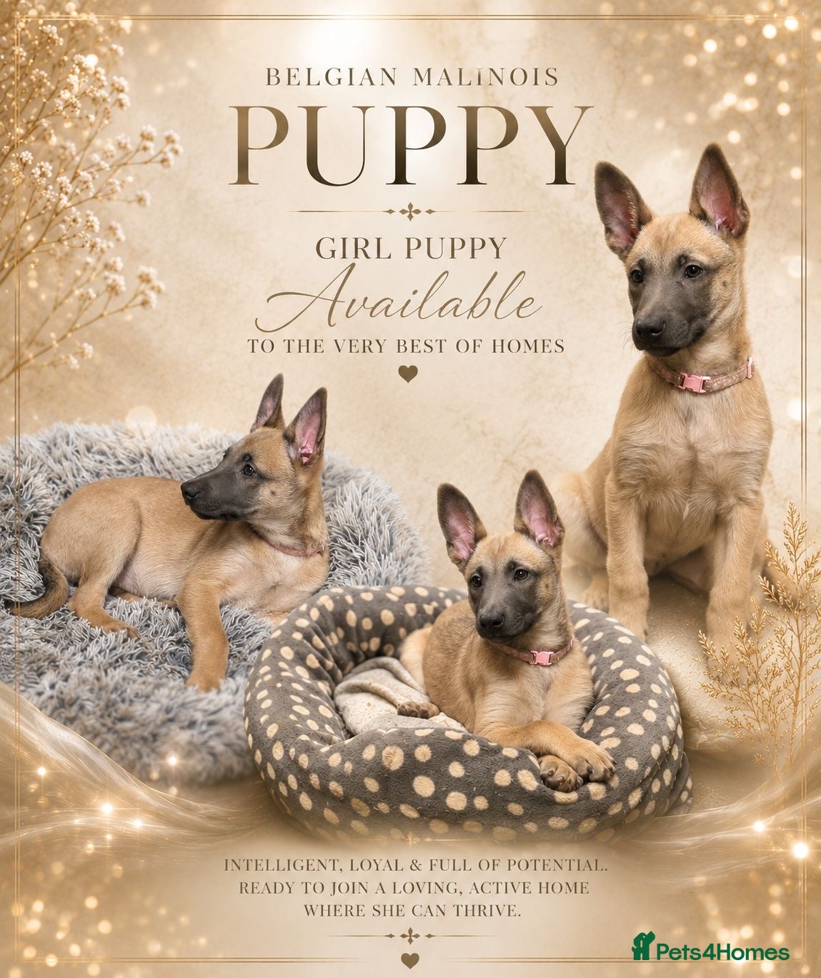 Belgian Shepherd Dog dogs ✨Availability Update✨ - Advert 1