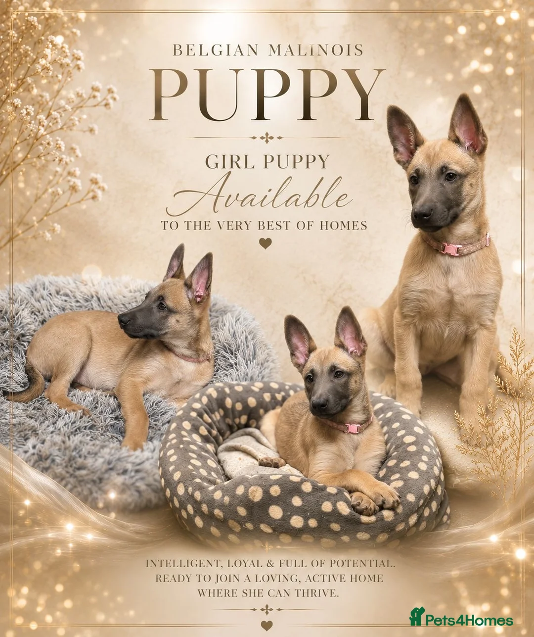 Belgian Shepherd Dog dogs for sale: ✨Availability Update✨ - Advert 1