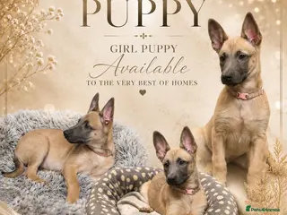 Belgian Shepherd Dog dogs for sale: ✨Availability Update✨ - Advert 1