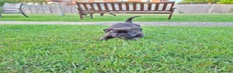 Mixed Breed dogs for sale: American bulldog cross doge de bordeaux  in Newbury - Advert 8