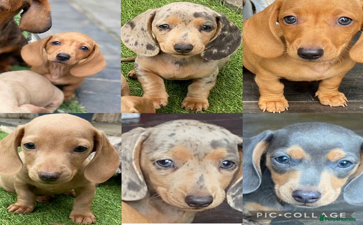 Dachshund dogs - Advert 1