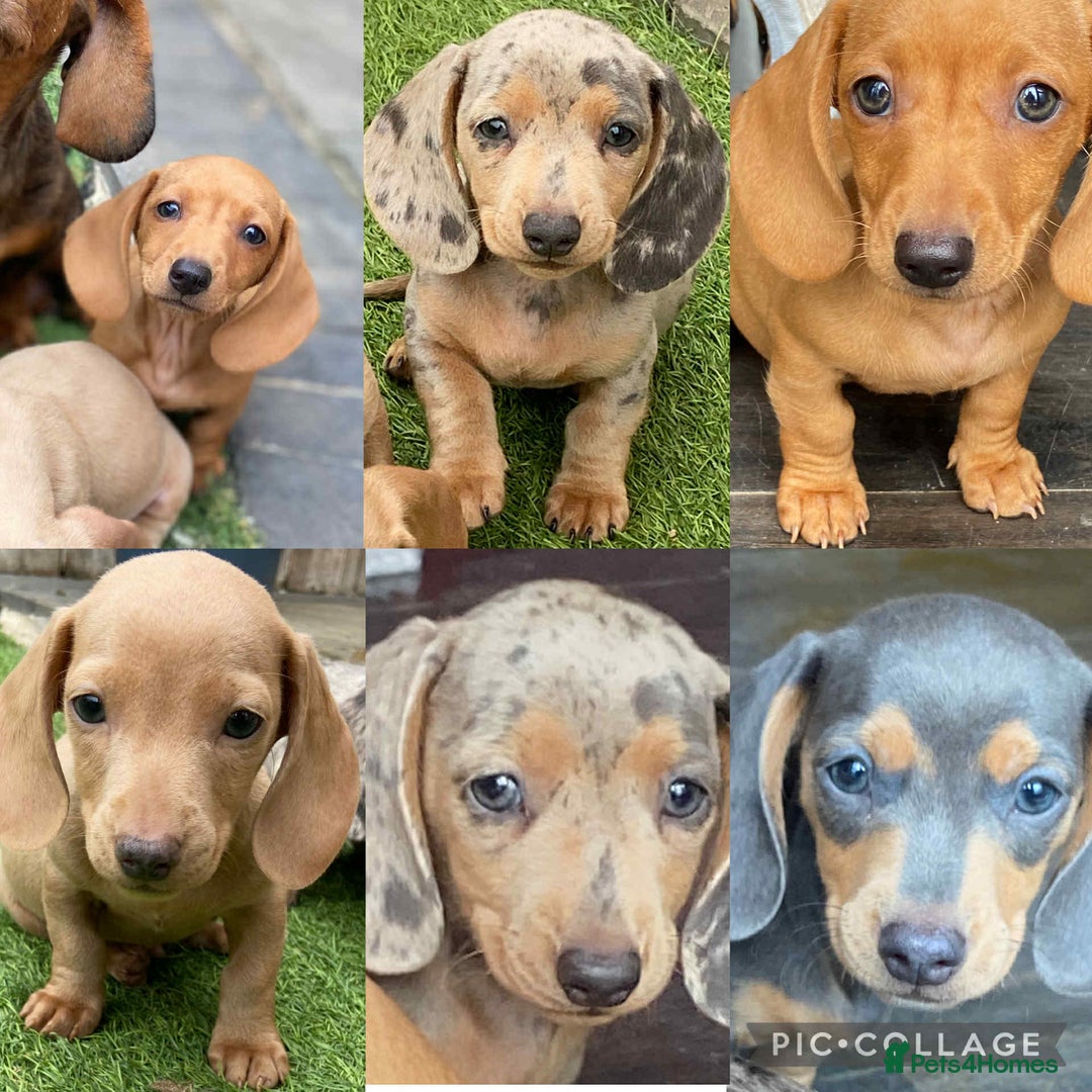 Dachshund dogs for sale: Miniature Dachshund  - Image 1