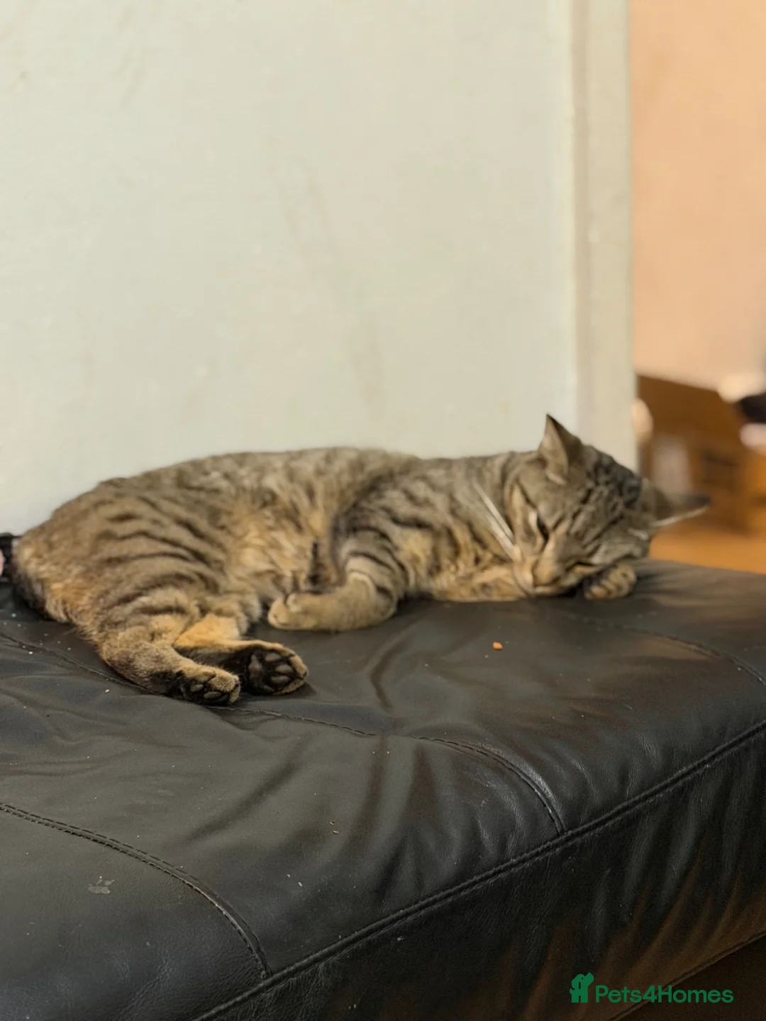 Domestic Shorthair cats for sale: Tabby male kittens  - Advert 1