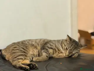 Domestic Shorthair cats Tabby male kittens - Advert 1