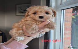 Maltipoo dogs for sale: F1 Maltipoo puppies 🐶 Just 2 girls remaining  - Advert 1