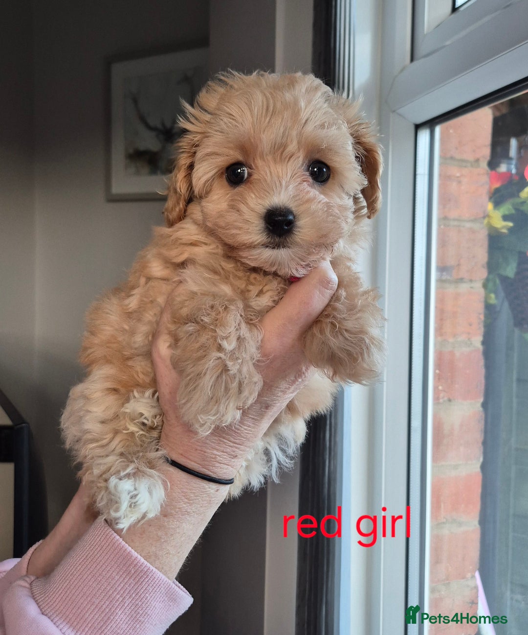 Maltipoo dogs for sale: F1 Maltipoo puppies 🐶 Just 2 girls remaining  - Advert 1