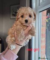 Maltipoo dogs F1 Maltipoo puppies 🐶 Just 2 girls remaining - Advert 9