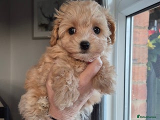 Maltipoo dogs F1 Maltipoo puppies 🐶 Just 2 girls remaining - Advert 4
