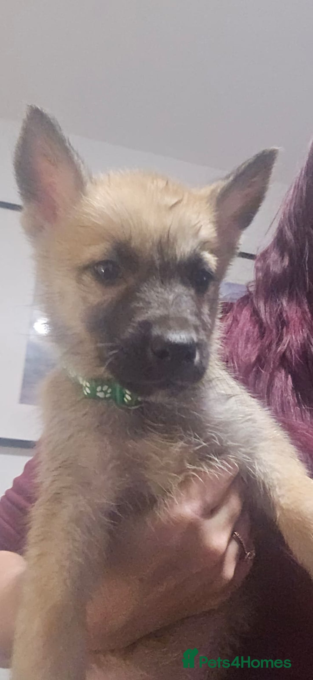 Belgian Shepherd Dog dogs for sale: Stunning Belusky Puppies! Ready Now! - Advert 5