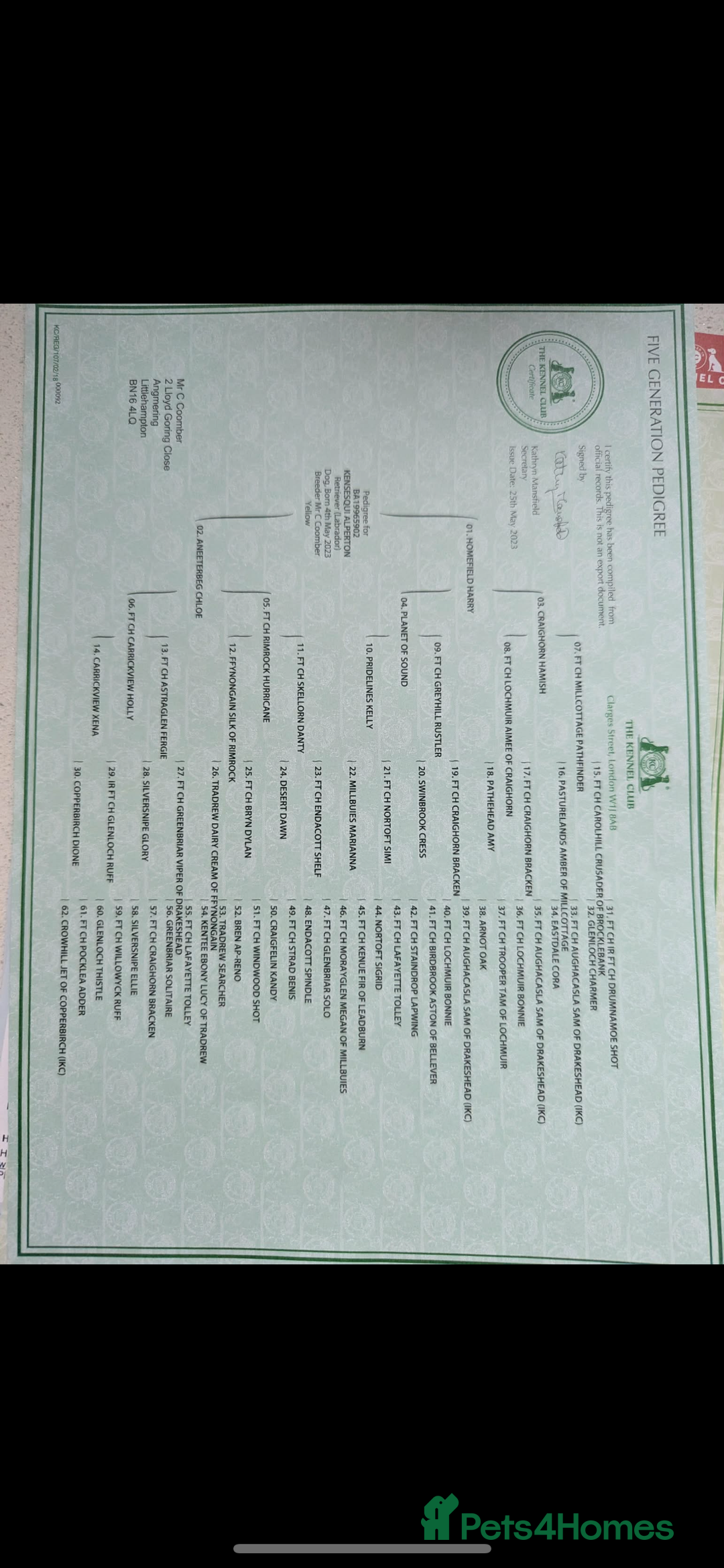 Labrador Retriever dogs for stud: Fox Red Champion Line Working lab  - Advert 4
