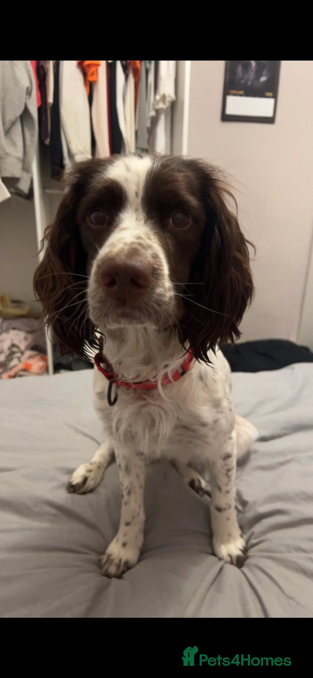 Sprocker dogs for sale: Sprocker spaniel for rehoming - Advert 2