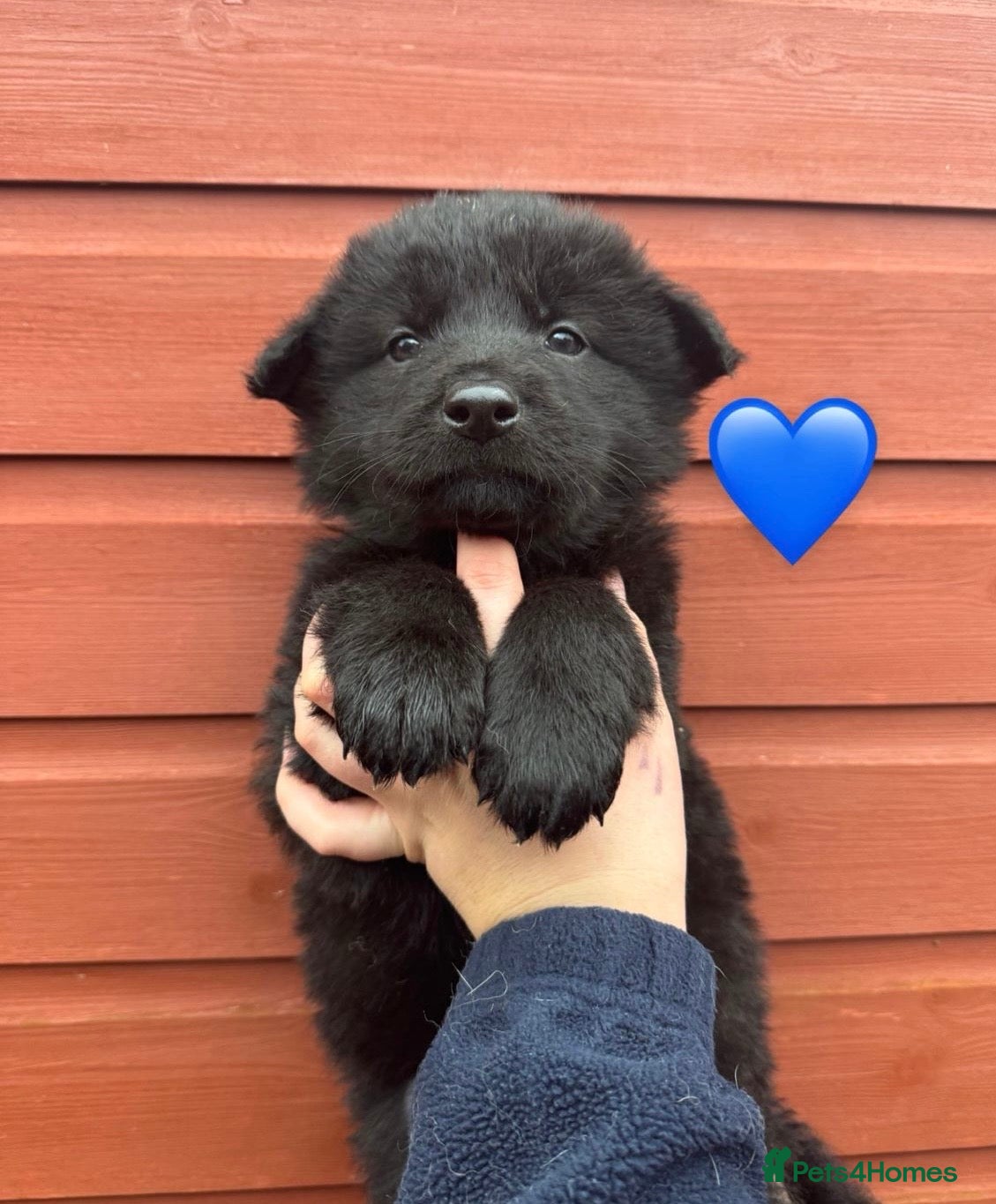 German Shepherd dogs Stunning German Shepherd X Puppies  - Advert 2